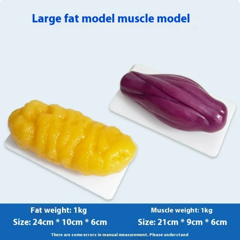 Human Muscle and Fat Replicas  - đánh giá và giá Nutrition Fitness And Health