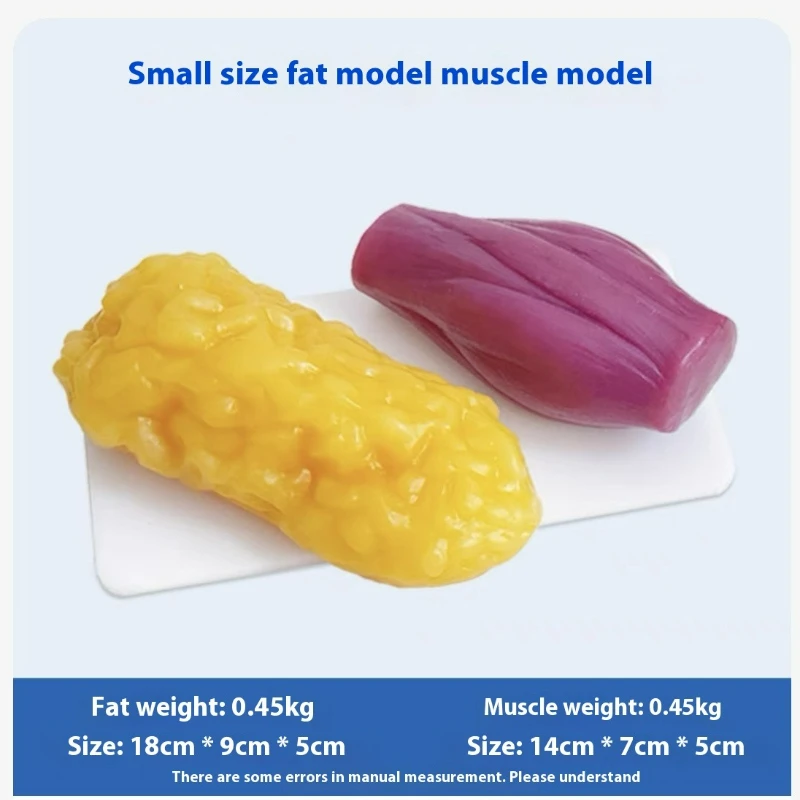 Human Muscle and Fat Replicas  - đánh giá và giá Nutrition Fitness And Health